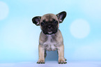 French Bulldog Puppy