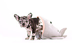 French Bulldog Puppy