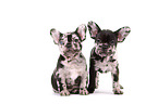 French Bulldog Puppies