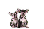 French Bulldog Puppies