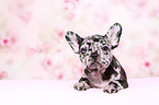 French Bulldog Puppy