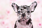 French Bulldog Puppy