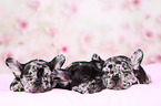 French Bulldog Puppies