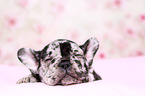 French Bulldog Puppy