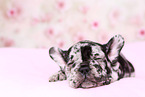 French Bulldog Puppy