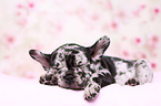 French Bulldog Puppy