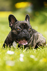 lying French Bulldog