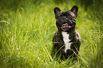 sitting French Bulldog