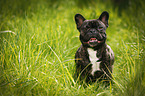 sitting French Bulldog