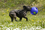 playing French Bulldog