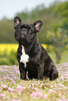 sitting French Bulldog