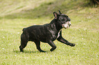 playing French Bulldog