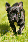 running French Bulldog