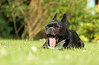 lying French Bulldog