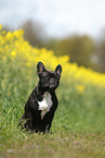 sitting French Bulldog