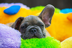 young French Bulldog