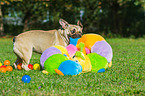 playing French Bulldog