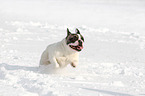 French Bulldog in the snow