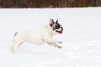 French Bulldog in the snow