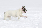 French Bulldog in the snow