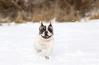 French Bulldog in the snow