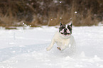 French Bulldog in the snow