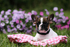 French Bulldog Puppy