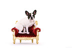 sitting French Bulldog