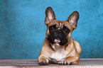 lying French Bulldog