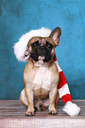 sitting French Bulldog