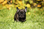 French Bulldog Puppy