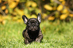 French Bulldog Puppy