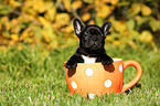 French Bulldog Puppy