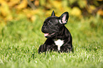 French Bulldog Puppy