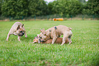 3 French Bulldogs