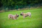 2 French Bulldogs