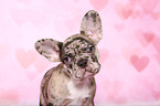 French Bulldog puppy