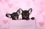 two French Bulldog Puppys