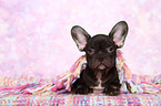 French Bulldog puppy