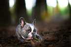 lying French Bulldog