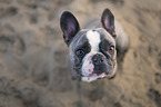 sitting French Bulldog