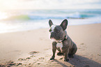 sitting French Bulldog