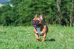 walking French Bulldog