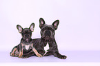 two French Bulldogs