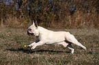 running French Bulldog