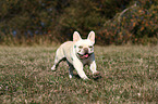 running French Bulldog