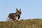 running French Bulldog