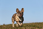 running French Bulldog