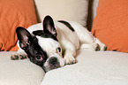 lying French Bulldog