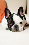 lying French Bulldog